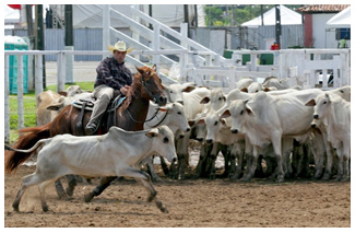 Apartação Apartação